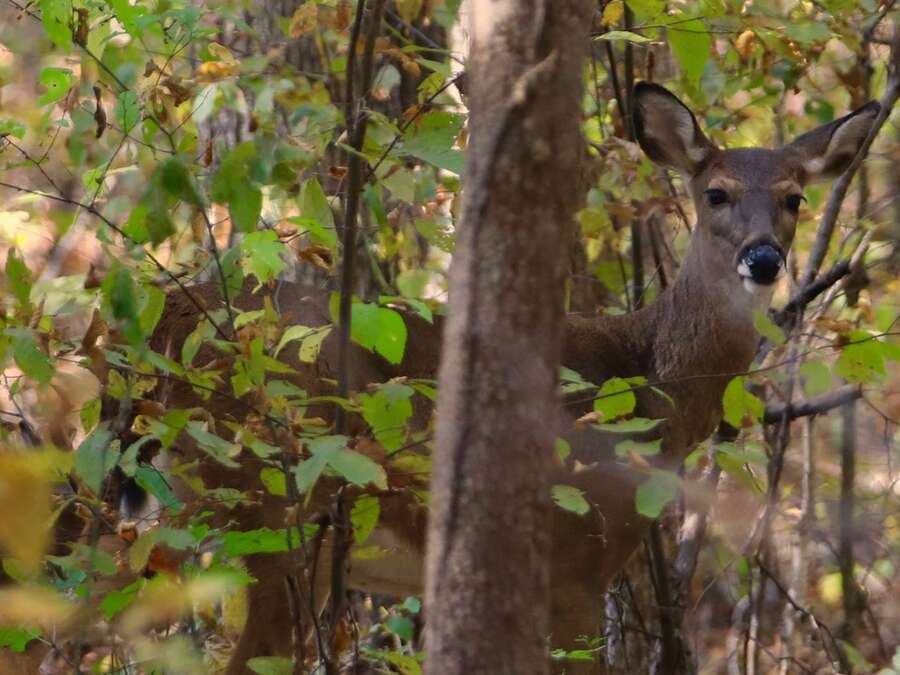 A deer looking back through autumn leaves at the edge of the woods.