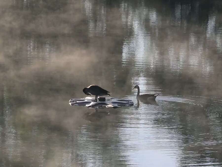 Two geese on a still lake in early morning mist.